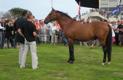 #PMU - 30 ans de l'hippodrome de Cherbourg-en-Cotentin  dimanche 4 octobre : Général du Pommeau, Oyonnax, spectacle équestre et Arc de Triomphe à vivre en direct sur écran géant !
